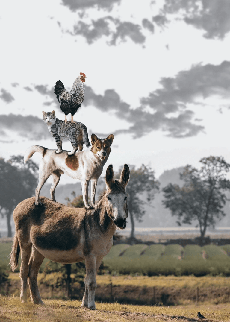 donkey with dog on top with cat on dog and chicken on the cat