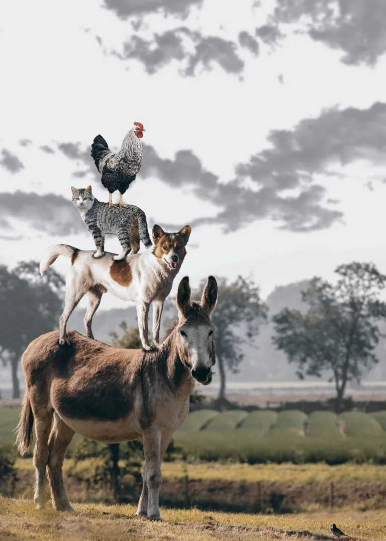 donkey with dog on top with cat on dog and chicken on the cat